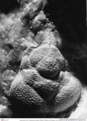 Historisches Foto von Bullariscus triquetrus (Robins, Feldmann & Schweitzer, 2013) (NHMW-AFW-GEO-BACHMAYER-FOTO-1990-0041-3471)